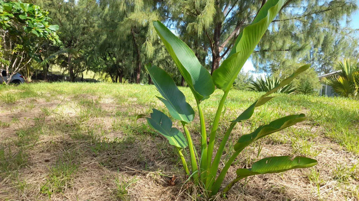 Atlantic Park Lot 58 | Cattlewash Land with Ocean Views, land for sale in St Joseph, Barbados - photograph 3