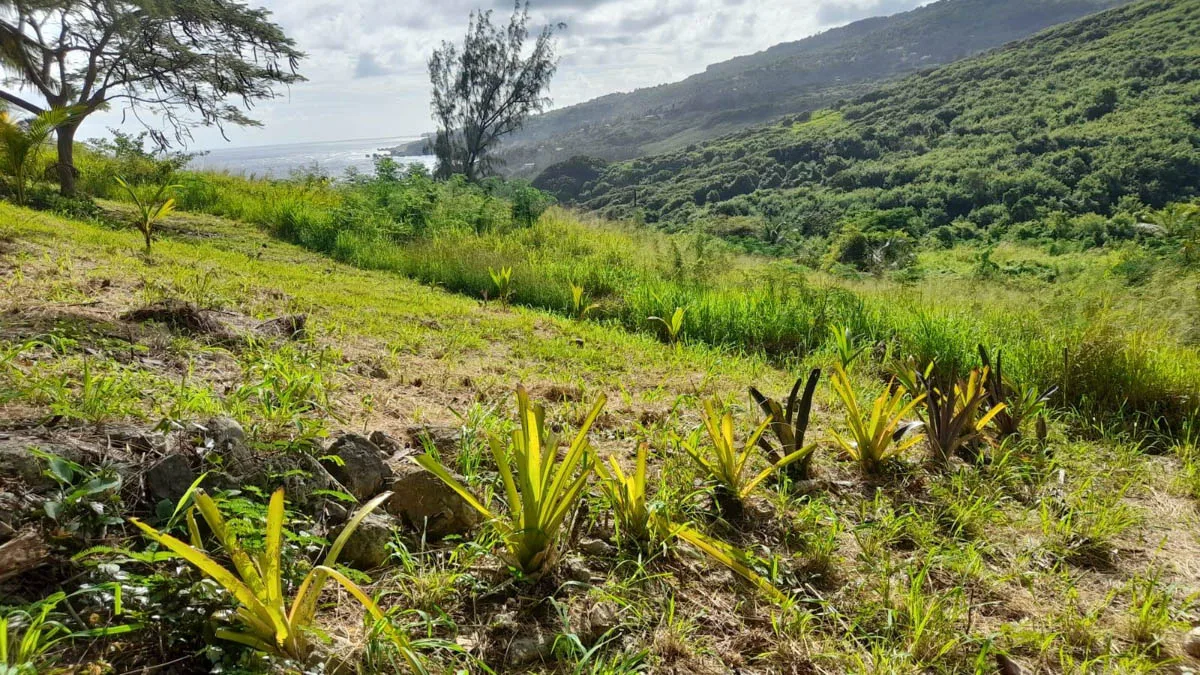 Atlantic Park Lot 58 | Cattlewash Land with Ocean Views, land for sale in St Joseph, Barbados - photograph 5