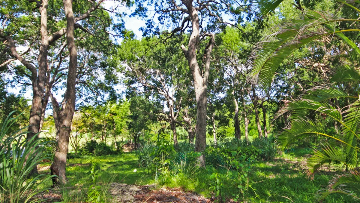 Holders Development Land | 8.5 Acres West Coast Investment, land for sale in St James, Barbados - photograph 5