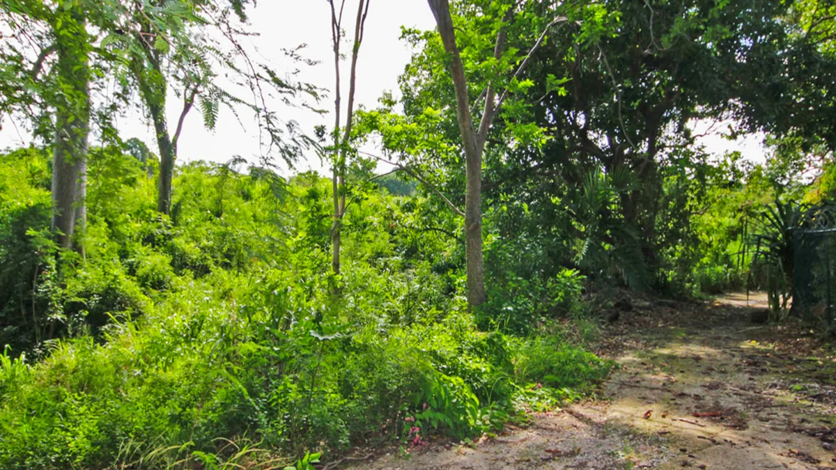 Holders Development Land | 8.5 Acres West Coast Investment, land for sale in St James, Barbados - photograph 7