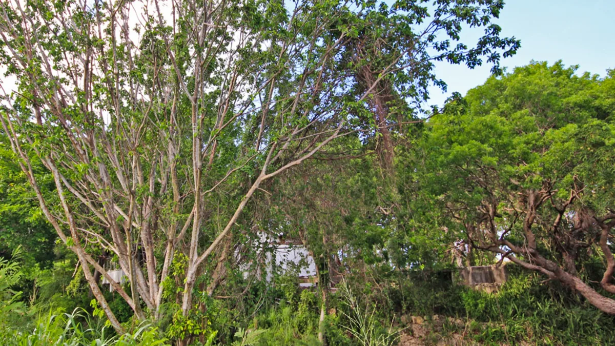 Holders Development Land | 8.5 Acres West Coast Investment, land for sale in St James, Barbados - photograph 9